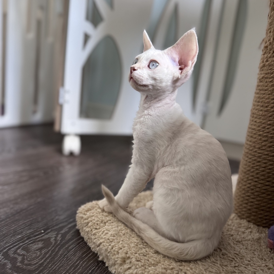 кудрявый котенок